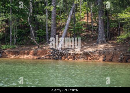 Bassi livelli al lago lanier in Georgia causando erosione lungo il litorale con alberi appesi lentamente sul bordo caduta con radici esposte al sole Foto Stock