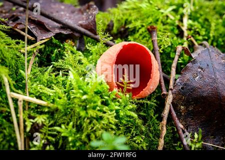 Carlet elfcup funghi, Sarcoscopypha coccinea/Sarcoscopypha austriaca New Moss Wood, Chat Moss - Woodland Trust Foto Stock