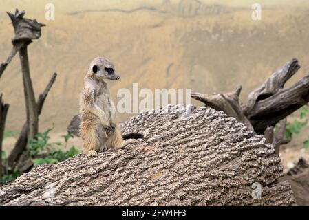 Immagine di un meercat in piedi sulla sua guardia, Suricata Suricatta Foto Stock