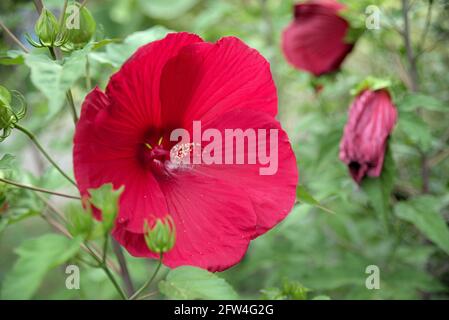 Hibiscus tropicale fiorito con sfondo verde Foto Stock