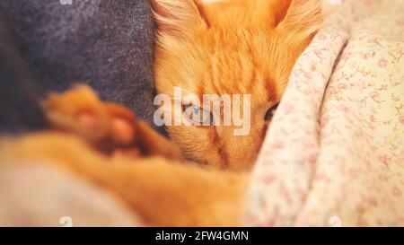 Vista ravvicinata di un simpatico gatto sonnolento zenzero sdraiato su un letto sotto una coperta fiorita. In interni con luce naturale soffusa Foto Stock