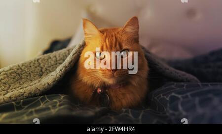 Vista ravvicinata di un simpatico gatto sonnolento zenzero che si stese su un letto sotto una coperta verde e guarda alla macchina fotografica. In interni con luce naturale soffusa Foto Stock