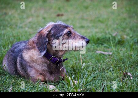 Piccolo cane carino che posa nell'erba di un giardino domestico guardando con attenzione alla sua sinistra. Portato all'aperto in un caldo pomeriggio estivo Foto Stock