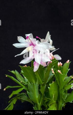 Primo piano della fioritura invernale di Schlumbergera truncata o di Crab cactus con fiori bianchi, il membro della famiglia delle cactaceae cresce all'interno come gelo tenero Foto Stock