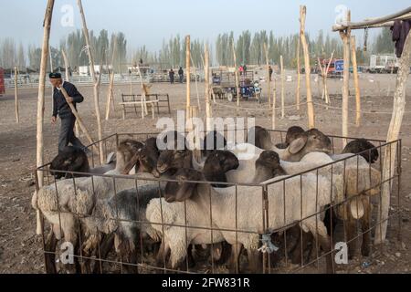 Domenica Animali fiera vicino Kashgar, Xinkiang, Repubblica popolare di Cina, 2019 Foto Stock