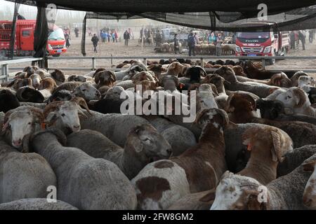 Domenica Animali fiera vicino Kashgar, Xinkiang, Repubblica popolare di Cina, 2019 Foto Stock