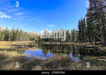 Uno splendido scenario sul lato di Tioga Road con il Monte Dana e il Monte Gibbs sullo sfondo, il Parco Nazionale di Yosemite Foto Stock