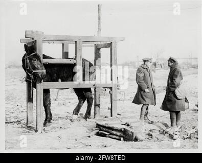 Prima guerra mondiale, prima guerra mondiale, fronte occidentale - un mulo in stock in attesa di essere shod, Francia Foto Stock