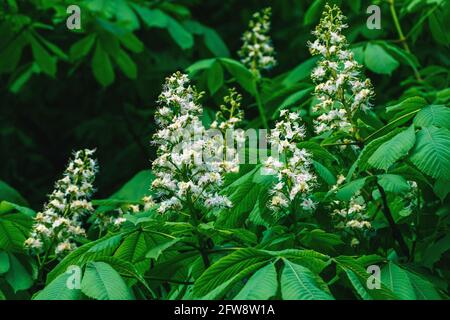 Horse Chestnut tree blossom - Aesculus hippocastanum in estate Foto Stock