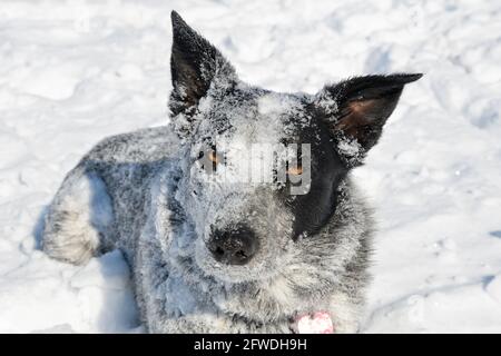 Texas Heeler cane coperto di neve dopo aver giocato duro in esso; guardando lo spettatore Foto Stock