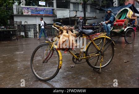 Il mercato all'ingrosso del pollo al bazar di Karwan a Dhaka, Bangladesh. Foto Stock