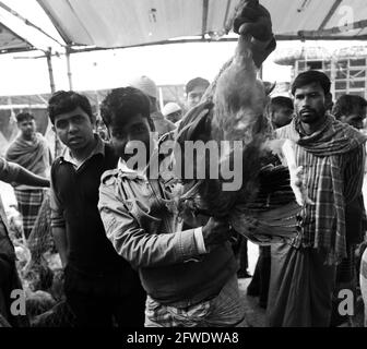 Il mercato all'ingrosso del pollo al bazar di Karwan a Dhaka, Bangladesh. Foto Stock