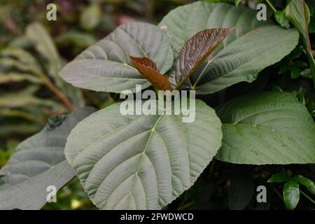 Foglie grandi di colore verde argenteo con vene visibili. Foto Stock