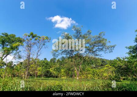 Vista sulla tenuta del tè Jhalong con alberi e cielo blu con una sola nuvola sopra - immagine stock di tenuta del tè Foto Stock