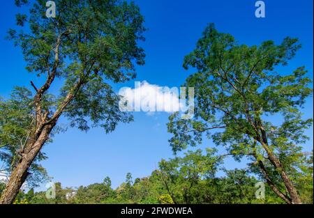 Vista sulla tenuta del tè Jhalong con alberi e cielo blu con una sola nuvola sopra - immagine stock di tenuta del tè Foto Stock