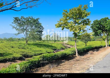 Vista sulla tenuta del tè Jhalong con alberi e cielo blu senza nuvole sopra - immagine stock di tenuta del tè Foto Stock