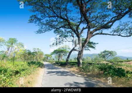 Strada che passa attraverso la tenuta del tè Jhalong con alberi e blu cielo senza nuvole sopra - immagine stock della tenuta del tè Foto Stock