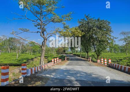 Una bella strada che passa attraverso la tenuta del tè di Jhalong, Dooars - Bengala del Nord, Bengala Occidentale, India. Foto Stock