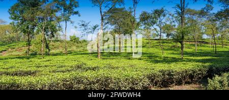 Vista panoramica della tenuta del tè di Jhalong con alberi e cielo blu sopra - immagine del patrimonio dell'azienda del tè. Sparato a Dooars , Bengala del Nord del Bengala Occidentale, India Foto Stock