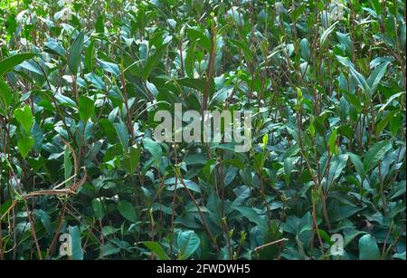 Immagine di piante da tè indiane - sparate a Dooars, Nord del Bengala Occidentale, India Foto Stock