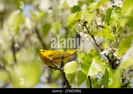 Uccello Warbler giallo, (Setophaga petechia), maschio Foto Stock