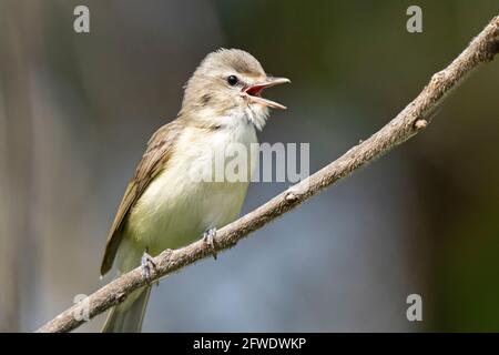 Violente Vireo, (Vireo gilvus) uccello, canto Foto Stock