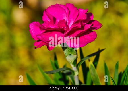 Garofano rosa o fiore di garofano, Dianthus caryophyllus, in primavera Foto Stock