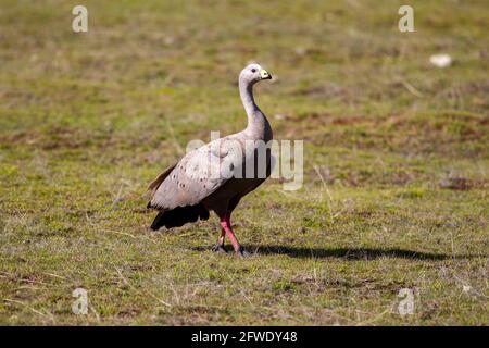 Cape Barren Goose che si nutrono nel Parco Nazionale Flinders Chase L'8 maggio 2021 Foto Stock