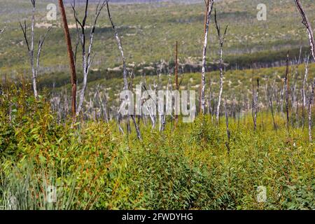 Albero bruciato rimane sullo sfondo e nuova vegetazione su kangaroo island l'8 maggio 2021 Foto Stock