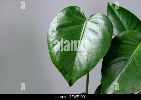 Foglie verde brillante di giovane pianta di Monstera deliziosa in un primo piano su sfondo grigio, giardinaggio domestico e connessione con la natura Foto Stock