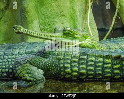 Foto di dettaglio di Gharial. Il gharido (Gavialis gangeticus), noto anche come coccodrillo gaviale, che mangia pesce, è un coccodrillo della famiglia dei Gavialidae. Foto Stock