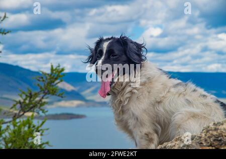 Border collie cane sulla cima della montagna contro lo sfondo di cielo, montagne e lago d'acqua, il cane ha bloccato la sua lingua, salendo al a. Foto Stock