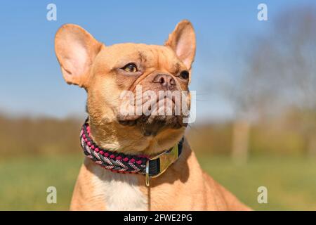 Ritratto di rosso cane Bulldog francese che erige un paracord fatto a mano colletto a filo Foto Stock