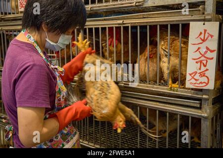 Un titolare di brodo di pollo controlla il suo stock di polli al suo banco nel mercato Tai Yuen di Hong Kong. Foto Stock