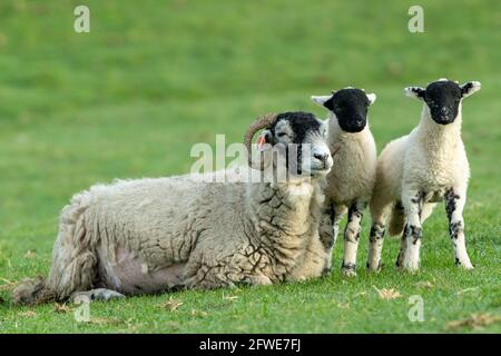 Pecora swaledale, o pecora femminile, con i suoi due agnelli gemelli. Una madre contenta, dormendo con i suoi agnelli che rimangono vicino a lei. Keld, North Yorkshire Foto Stock