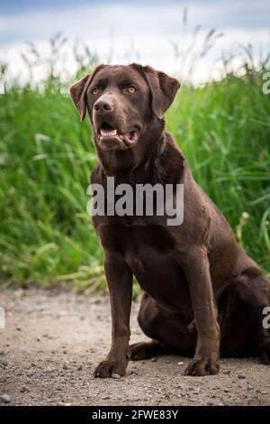 Il Labrador Retriever Foto Stock