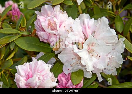 Rhododendron ferrugineum rosa viola chiaro fiori primo piano su a. giorno di sole Foto Stock