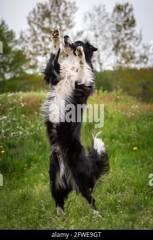 Border Collie fare trucchi Foto Stock