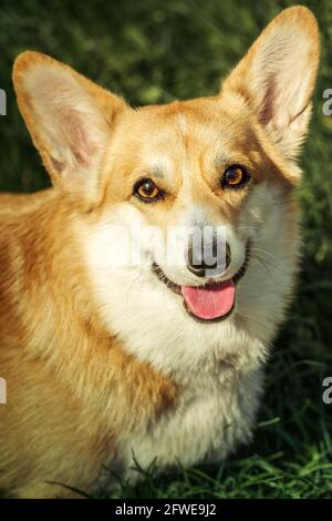 Sorridente Pembroke gallese Corgi cucciolo giorno d'estate Foto Stock