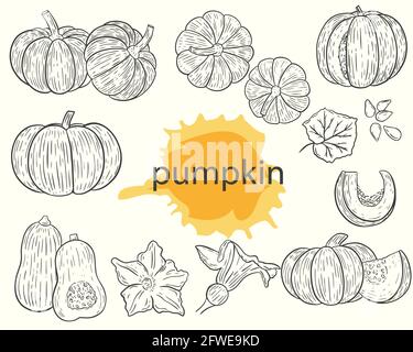 Set di schizzi di zucca, vettore. Raccolta di verdure, metà e parte intera, semi, fiori a foglia. Disegno a mano. Incisione del prodotto. Vendemmia autunnale. Illustrazione Vettoriale