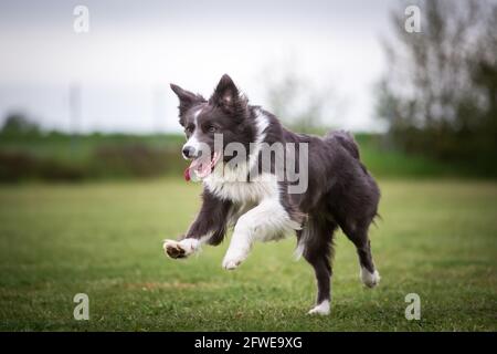 Collie di bordo Foto Stock