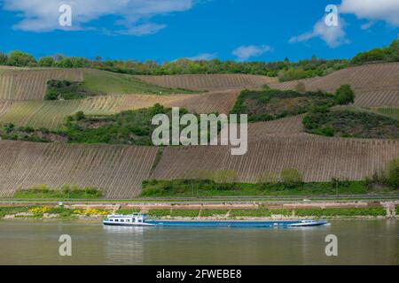 Forte coltivazione di pendii ai vigneti di Bopparder Hamm nella Valle del Medio Reno superiore, patrimonio mondiale dell'UNESCO, Boppard, Renania-Palatinato, Germania Foto Stock