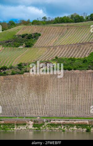 Forte coltivazione di pendii ai vigneti di Bopparder Hamm nella Valle del Medio Reno superiore, patrimonio mondiale dell'UNESCO, Boppard, Renania-Palatinato, Germania Foto Stock