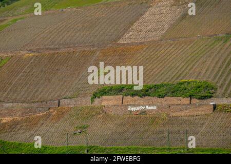 Forte coltivazione di pendii ai vigneti di Bopparder Hamm nella Valle del Medio Reno superiore, patrimonio mondiale dell'UNESCO, Boppard, Renania-Palatinato, Germania Foto Stock