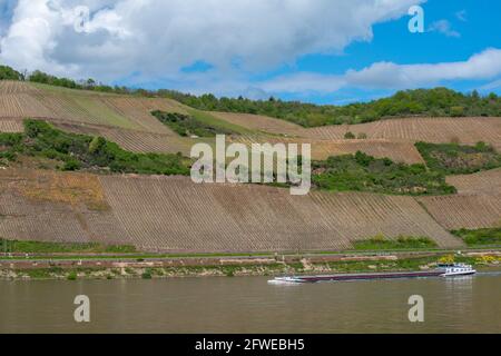 Forte coltivazione di pendii ai vigneti di Bopparder Hamm nella Valle del Medio Reno superiore, patrimonio mondiale dell'UNESCO, Boppard, Renania-Palatinato, Germania Foto Stock