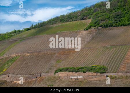 Forte coltivazione di pendii ai vigneti di Bopparder Hamm nella Valle del Medio Reno superiore, patrimonio mondiale dell'UNESCO, Boppard, Renania-Palatinato, Germania Foto Stock