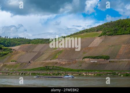 Forte coltivazione di pendii ai vigneti di Bopparder Hamm nella Valle del Medio Reno superiore, patrimonio mondiale dell'UNESCO, Boppard, Renania-Palatinato, Germania Foto Stock