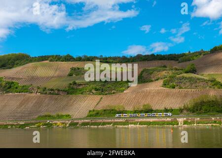 Forte coltivazione di pendii ai vigneti di Bopparder Hamm nella Valle del Medio Reno superiore, patrimonio mondiale dell'UNESCO, Boppard, Renania-Palatinato, Germania Foto Stock