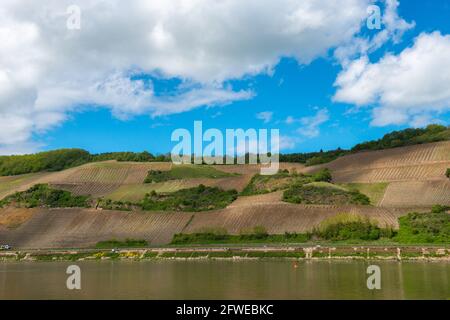 Forte coltivazione di pendii ai vigneti di Bopparder Hamm nella Valle del Medio Reno superiore, patrimonio mondiale dell'UNESCO, Boppard, Renania-Palatinato, Germania Foto Stock