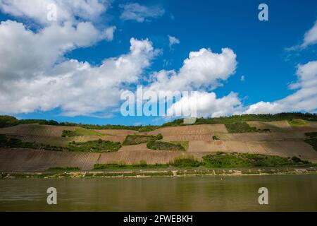 Forte coltivazione di pendii ai vigneti di Bopparder Hamm nella Valle del Medio Reno superiore, patrimonio mondiale dell'UNESCO, Boppard, Renania-Palatinato, Germania Foto Stock